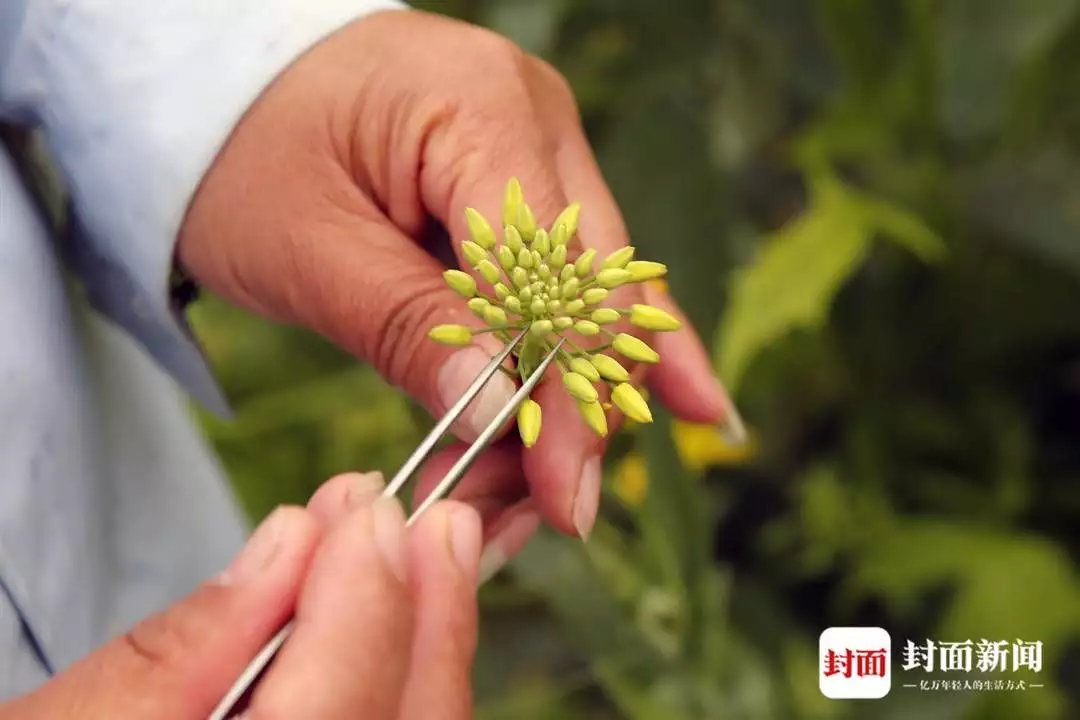 诞生花（四月出生的花是什么花） 第3张