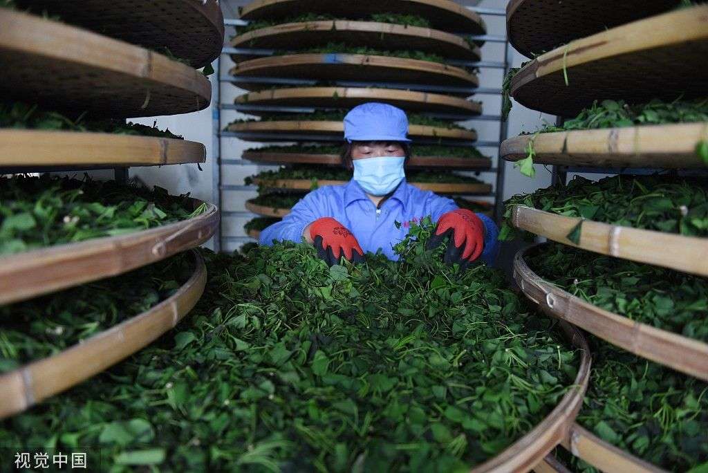 自贡茶叶产业的发展与展望