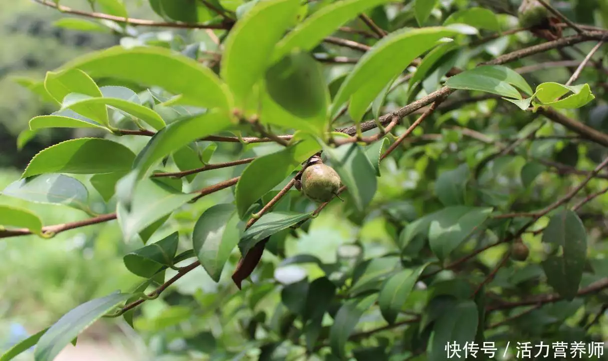 茶油树（茶油树寄生植物多少钱一斤） 第3张