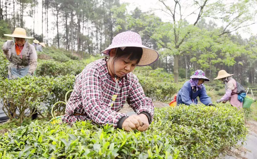 广西贵港：春茶采摘正当时曾经倾国倾城，如今变路人大妈，这4位女星的颜值说丢就丢！（贵港品茶的联系电话）