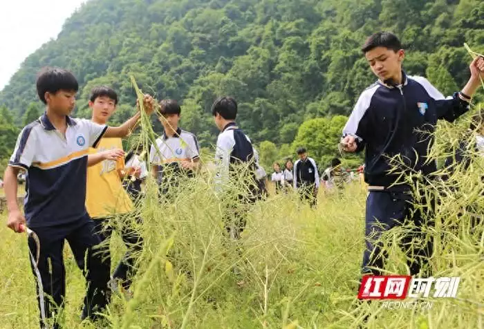 助农收割油菜，千余名中学生来到黄龙洞景区开展劳动实践活动2019年，韩先楚夫人刘芷，弥留之际，罕见的留影，一辈子让人敬佩