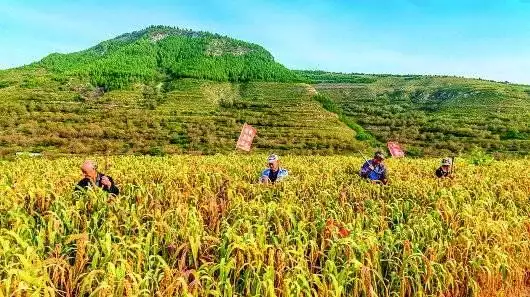 悠然见南山出自哪一首诗（悠然见南山上一句是）