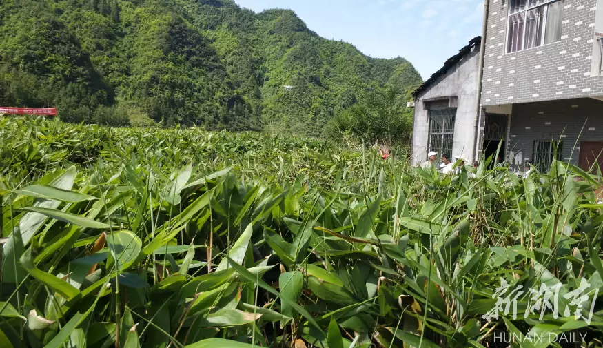 万万没想到（龙潭坪村海