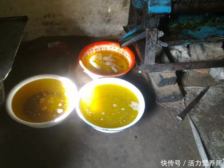 茶油树（茶油树寄生藤图片高清） 第4张