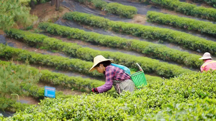广西贵港：春茶采摘正当时曾经倾国倾城，如今变路人大妈，这4位女星的颜值说丢就丢！（贵港品茶的联系电话）