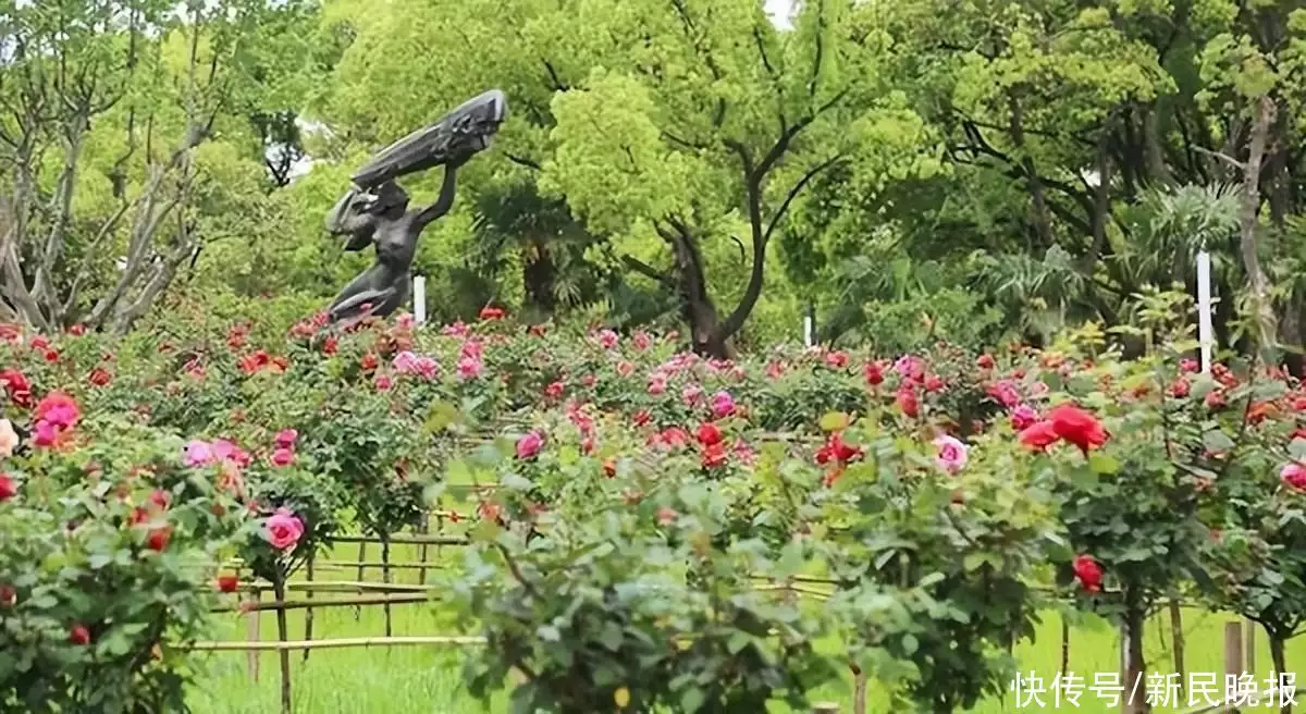 月季花的功效与作用（新鲜月季花的功效与作用图片）