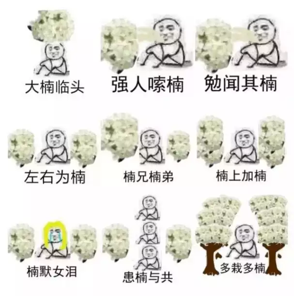 石楠花图片（石楠花 臭） 第1张