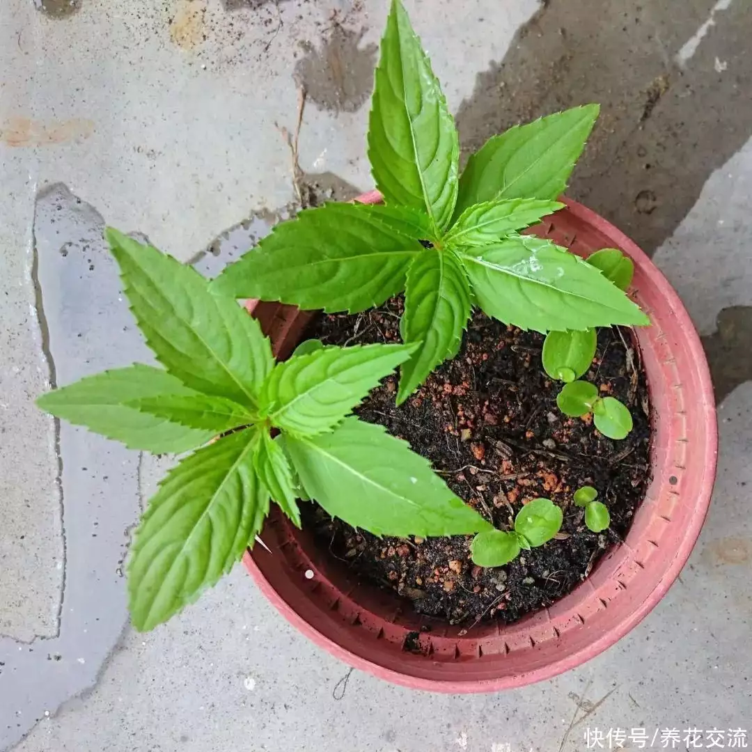 染指甲的花叫什么名字（染指甲的花叫什么名字有什么功能） 第12张