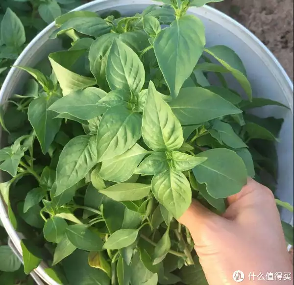 荆芥菜（荆芥菜在外地叫什么） 第4张