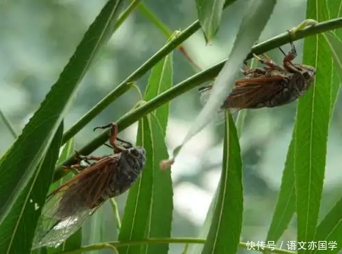 高考诗歌鉴赏中经常出现的典故和意象分析与举例虞书欣早期比基尼照片曝光！网友：她性感火辣不止眼睛大 第2张