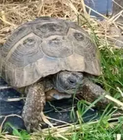 英国50岁“高龄”宠物乌龟逃走：2年后被找到 离家只有几公里张子枫未修生图流出，被网友公开批评：她的胸碍了谁的“意淫梦”？