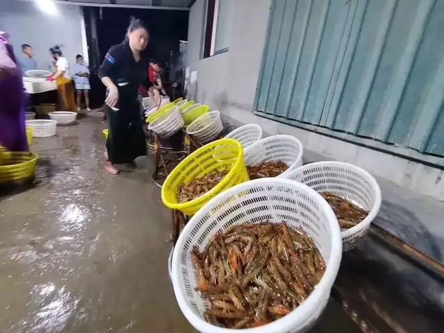 竹节虾（竹节虾学名是什么） 第4张