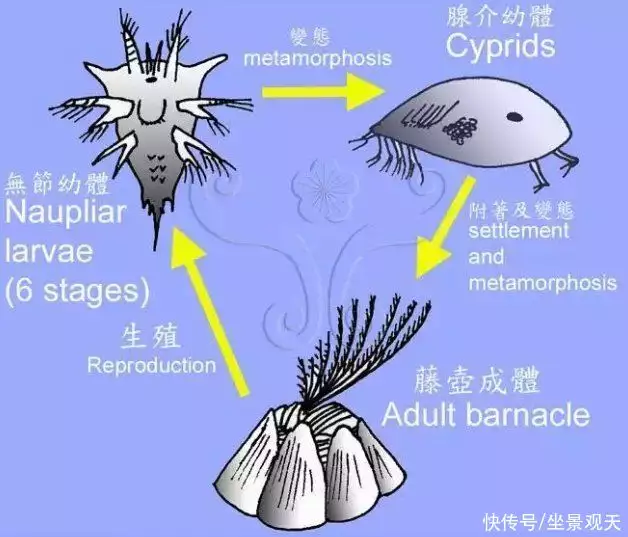 大白鲨（大白鲨一共有多少颗牙齿图片） 第2张