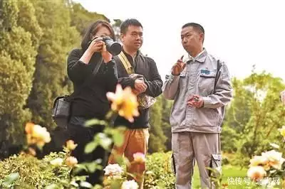 月季花的功效与作用（鲜月季花能吃吗?） 第2张