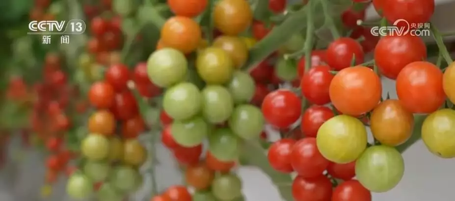 太空“种菜”成果丰硕  航天育种培育的超级蔬菜丰富百姓餐桌这一次，44岁的李晨，不再被世界宽容