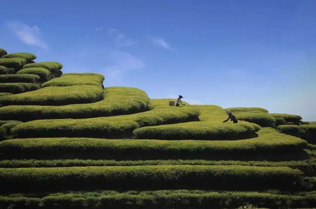 温州泰顺茶叶非遗人周（泰顺茶文化） 第3张