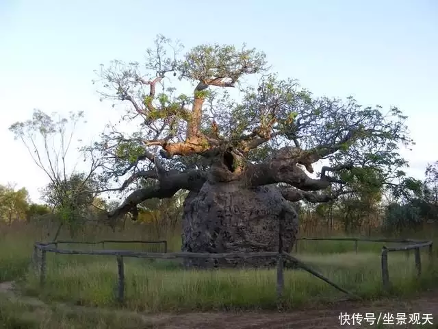 面包树（面包树果实） 第1张