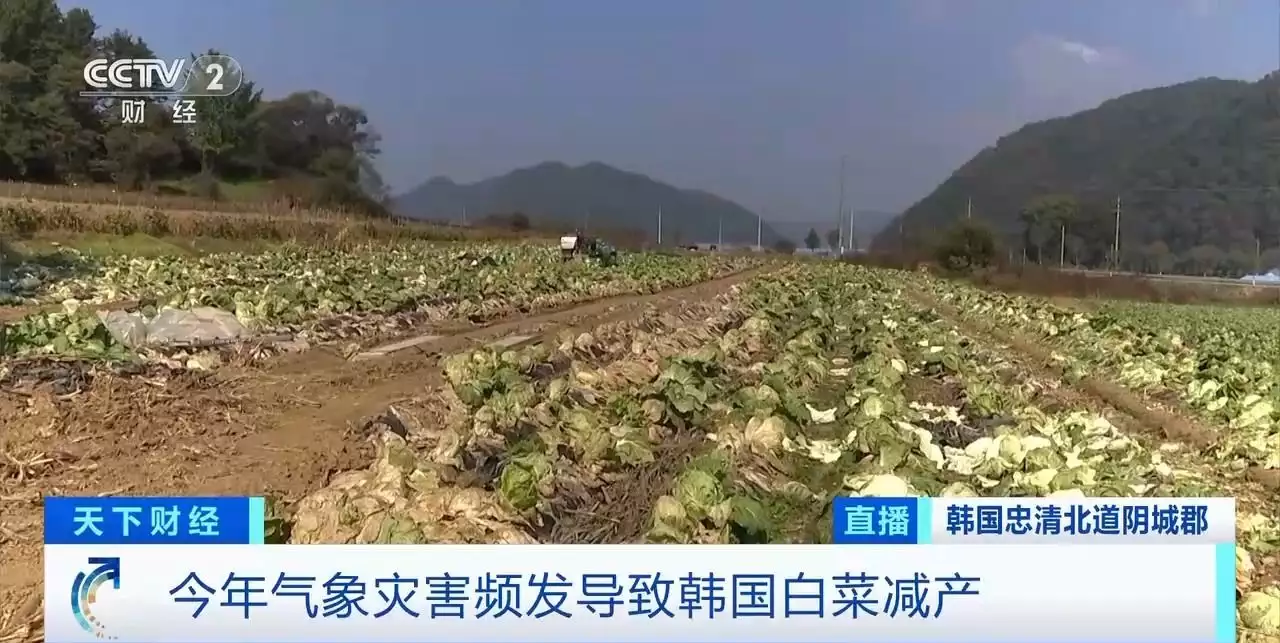 韩国白菜（韩国白菜怎么腌制好吃简单） 第2张