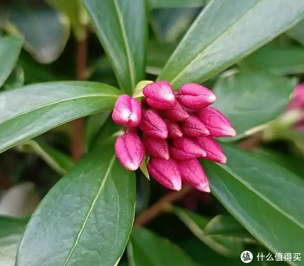 年宵花（年宵花是什么花） 第6张