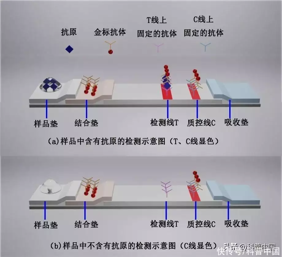 万万没想到（假验孕棒怎么称呼）假验孕棒怎么做孕红素可以 第9张