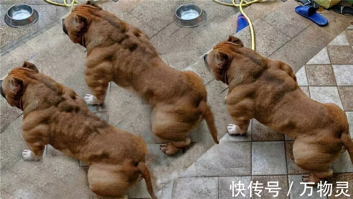 比特犬（比特犬恶霸犬中国） 第2张