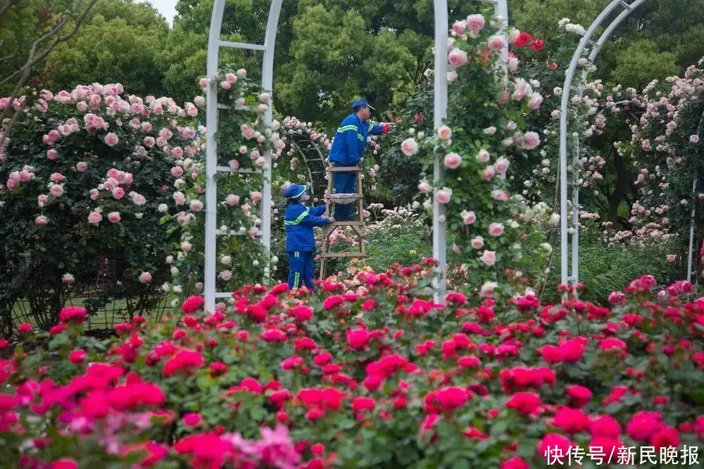 蓼子花（蓼子花海） 第2张