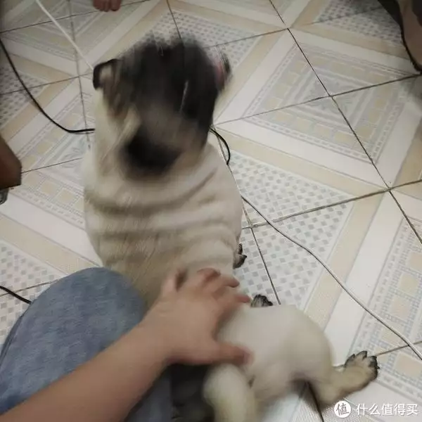 萬萬沒想到（巴哥犬值不值得去養(yǎng)）養(yǎng)巴哥犬麻煩嗎，聽說養(yǎng)巴哥犬，十個(gè)有九個(gè)是后悔的？央視肖曉琳：退休5個(gè)月，在美國(guó)兒子家死去，臨終26字遺言太深刻，中藥方，