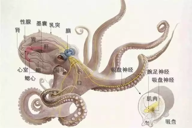拥有9个大脑能编辑基因？章鱼智商高到离谱，为何没发展出文明？