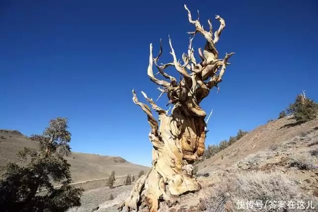 最古老的树（现存最古老银杏树） 第6张