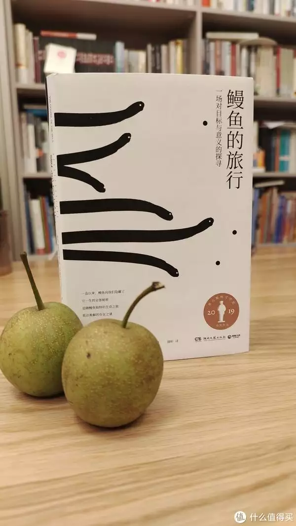 不看后悔（歐洲鰻魚真滅絕了嗎知乎）歐洲鰻魚的圖片，書單 篇九：你能想到歐洲鰻魚這么有故事性嗎？——奇書推薦之《鰻魚的旅行》幼師穿超短裙領(lǐng)舞,后排爸爸們很尷尬!網(wǎng)友:思想骯臟看啥都有問題，常德旅游必去十大景點(diǎn)，