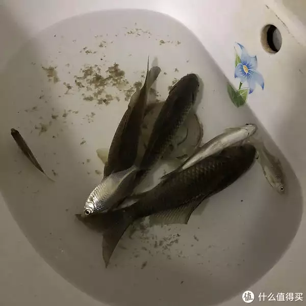 鲫鱼怎么做好吃（鲫鱼怎么做好吃又简单） 第2张