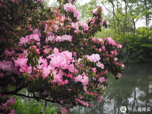 说走就走的一家三口杭州苏州六日游记（上：杭州篇）