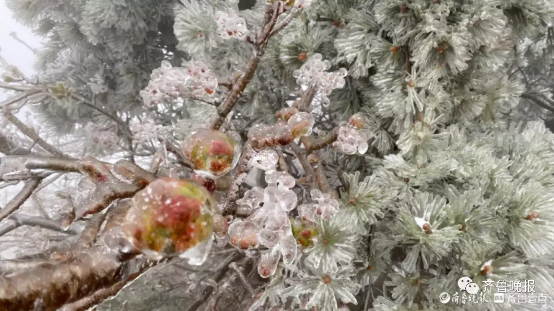 冰凌花（冰凌花的图片 背景）