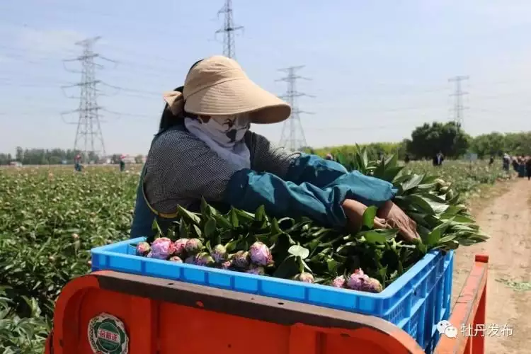 假花（假花姐命的人是什么意思） 第14张