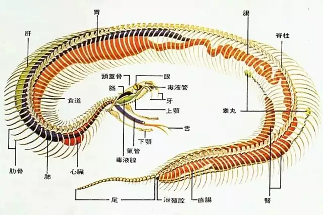 中国已发现的最大蛇（中国见过最大的蛇是什么蛇） 第4张