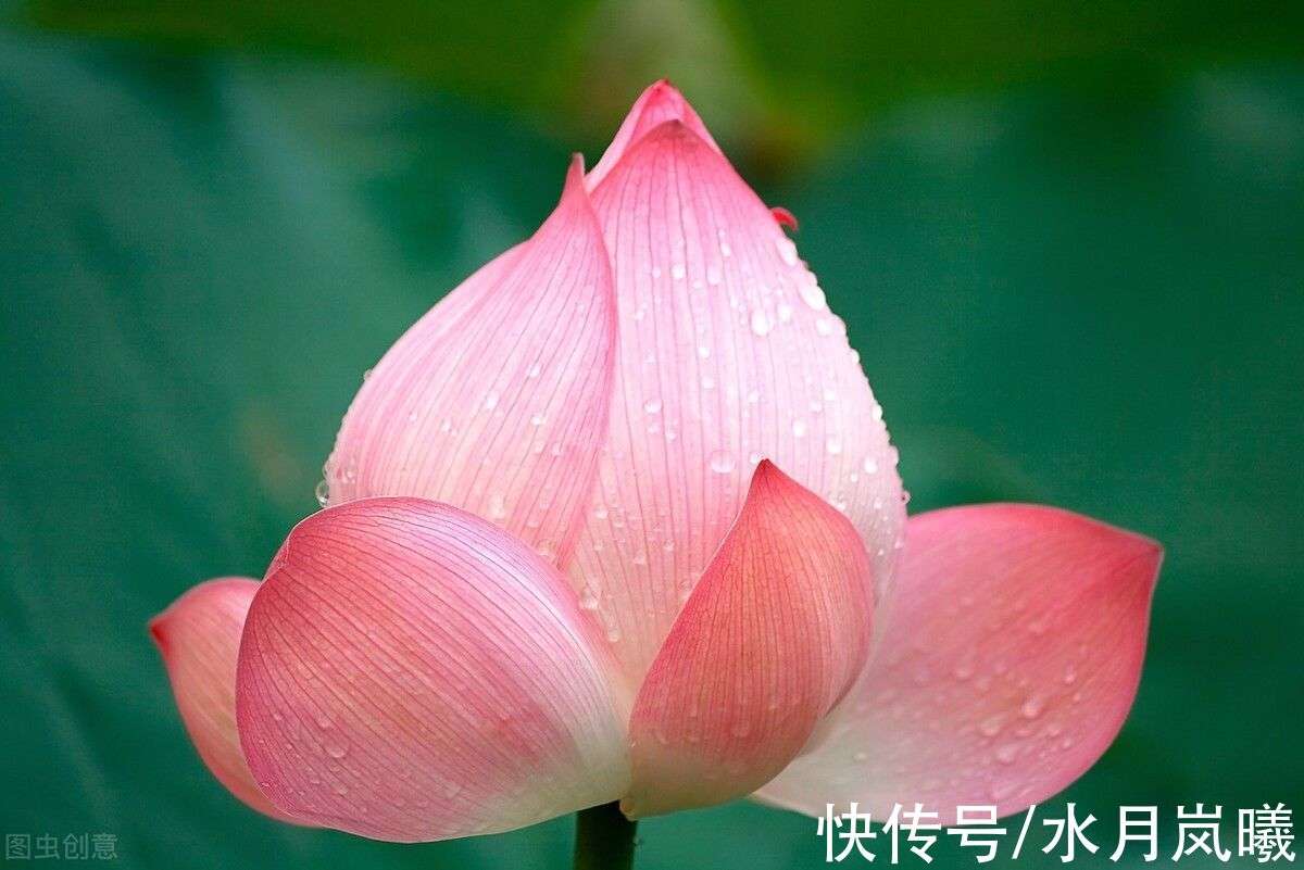 寒灯纸上，梨花雨凉，笙歌不见故人散，我等风雪又一年_【快资讯】
