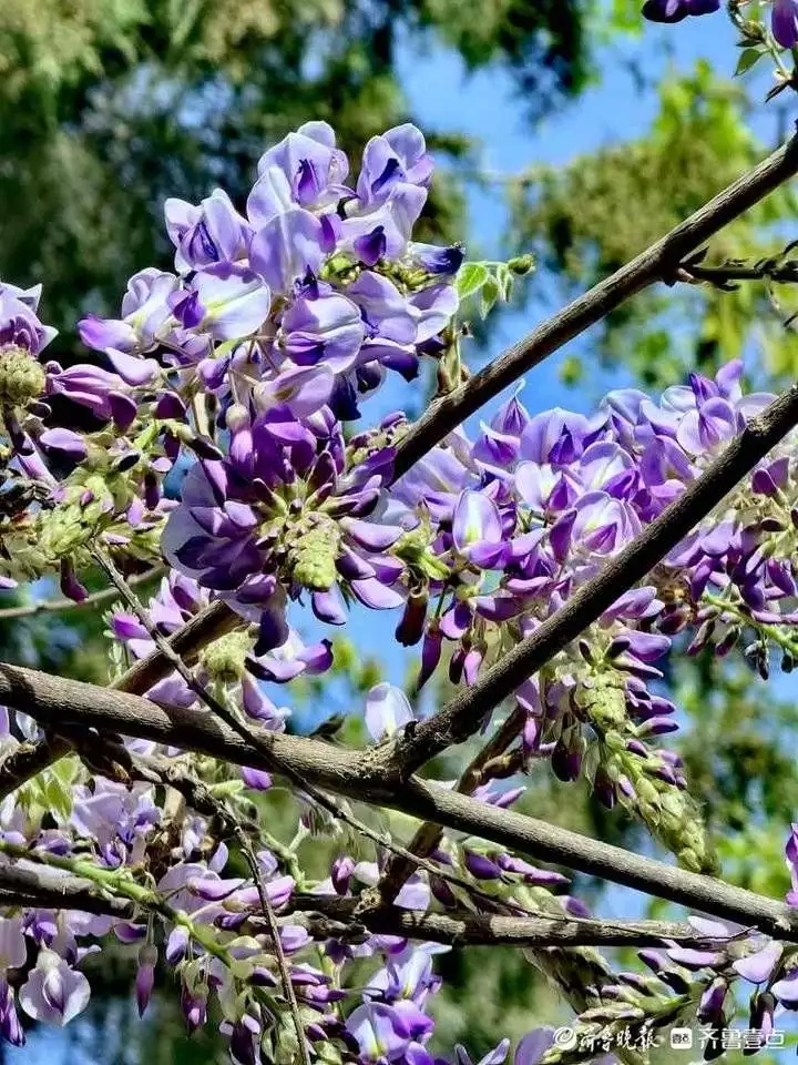 紫藤花（紫藤花英语怎么说）