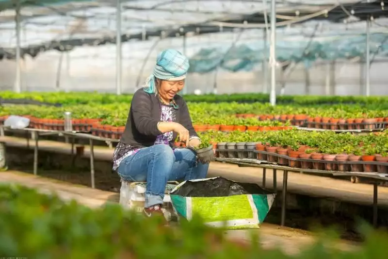 鲜花培训（鲜花培训学校） 第1张