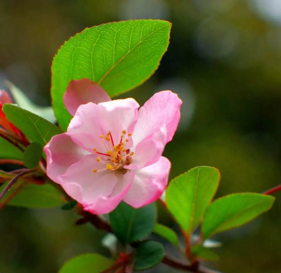 苹果花（苹果花三角梅花苞图片） 第3张