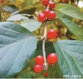 植物传播种子的资料（植物传播种子的资料怎么写） 第6张