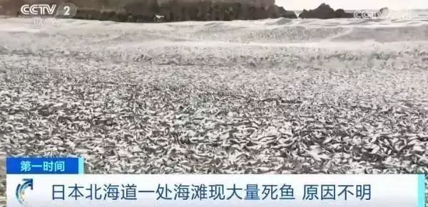 日海岸现死鱼 官员称与核污染水无关（日本核废水导致海洋生物死亡） 第2张