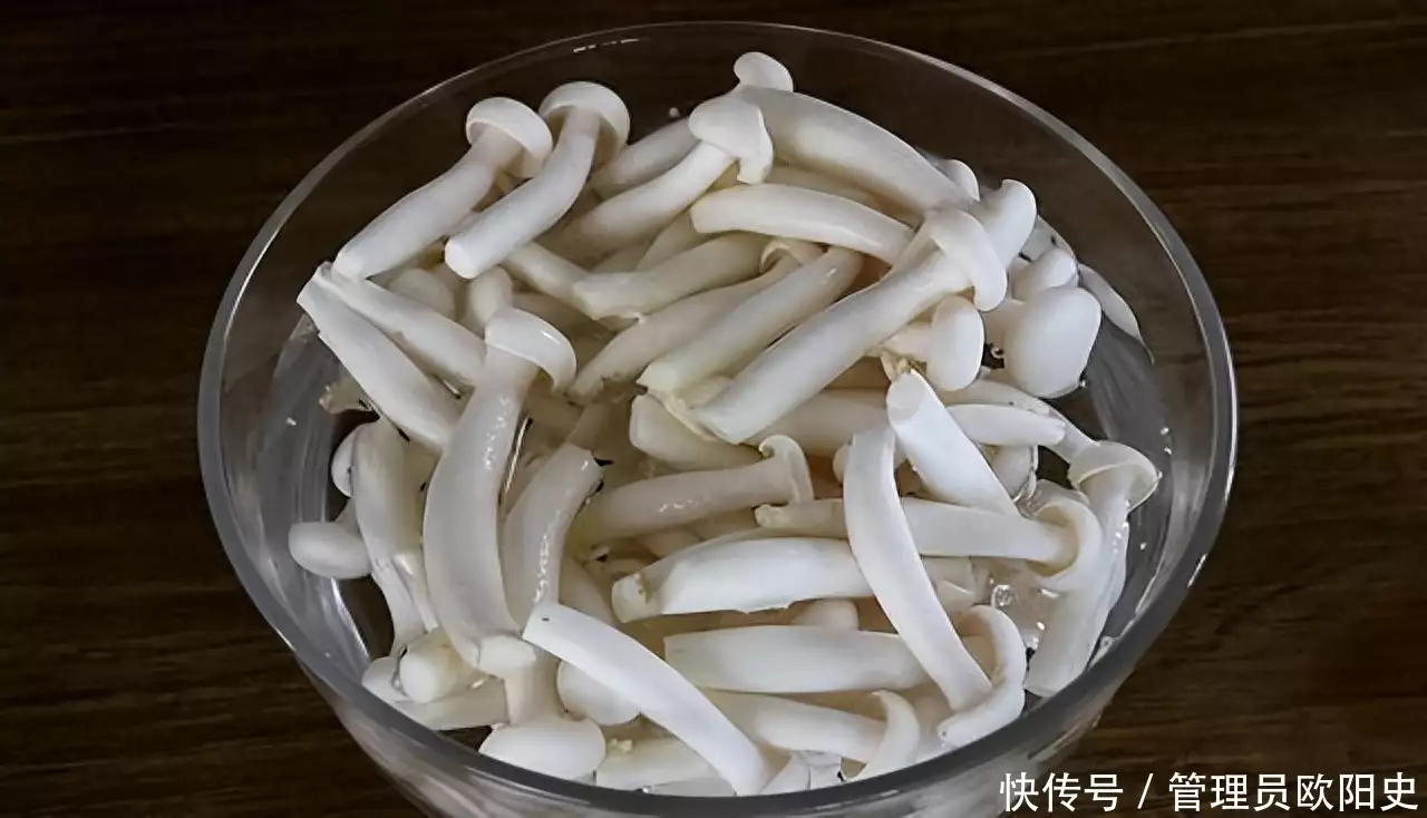 蘑菇（蕈菌形态特征） 第11张