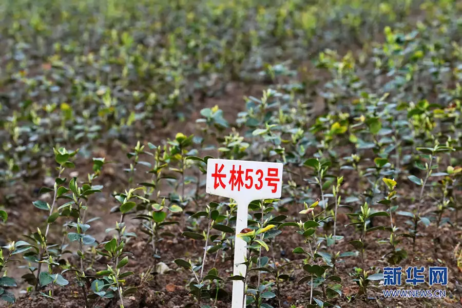 茶油树（茶油树怎么种植油茶树怎么管理） 第2张