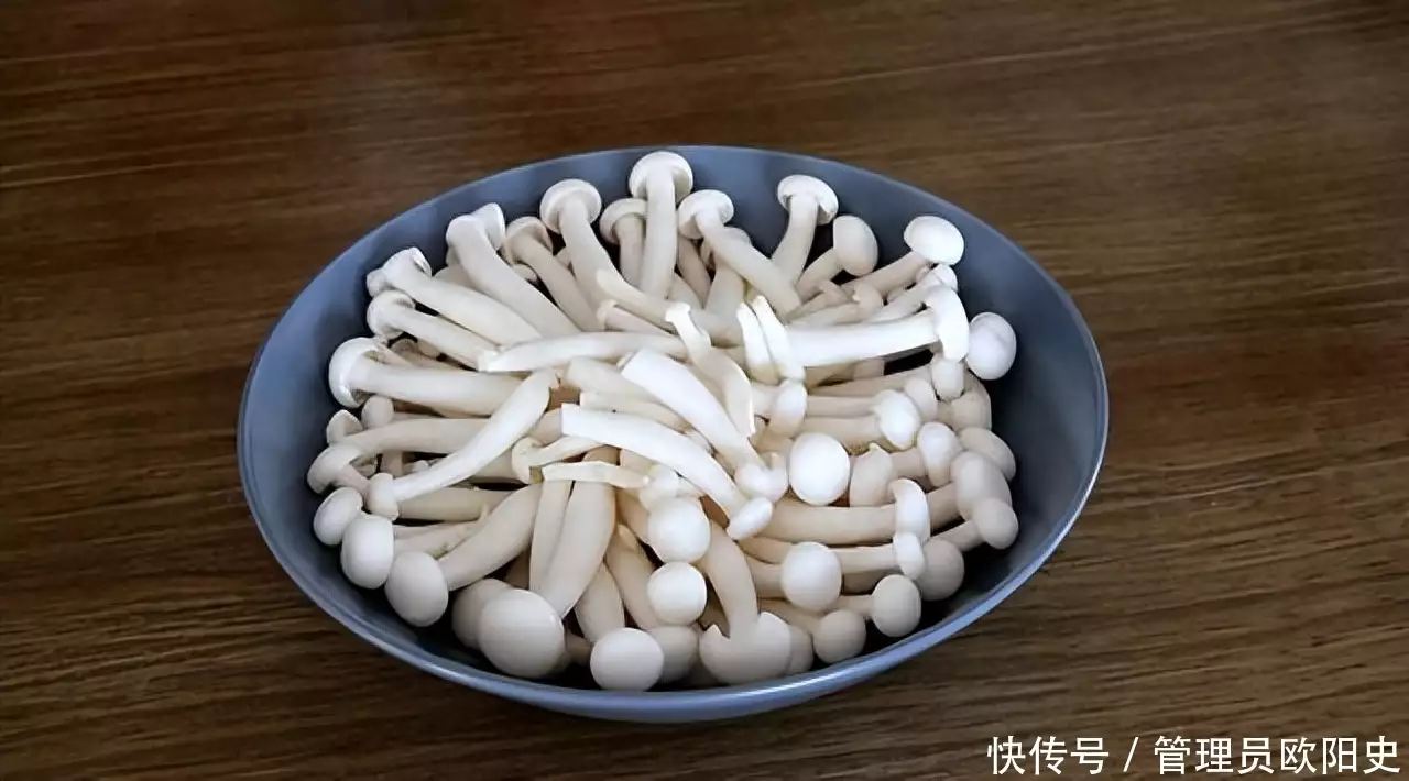 蘑菇（蕈菌形态特征） 第12张