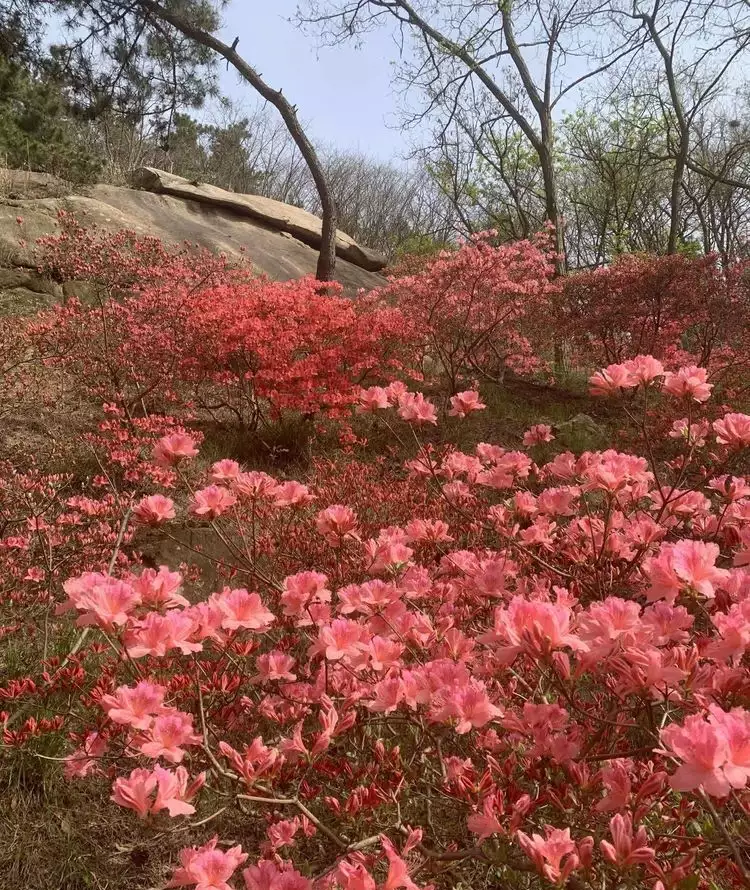 杜鹃花（杜鹃花夏季的养殖方法和注意事项） 第9张