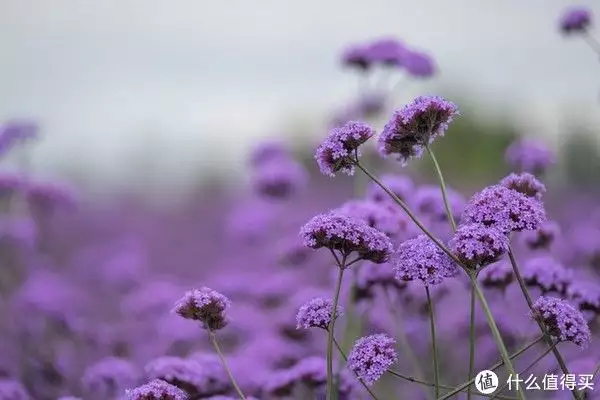 摆花（摆花造型图片） 第6张