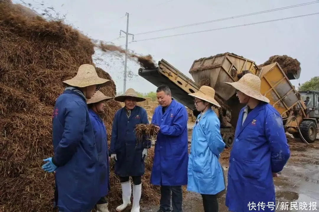 双孢蘑菇（双孢蘑菇有毒吗） 第4张