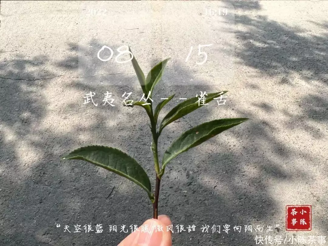 曼陀罗花多少钱（曼陀罗花有卖吗） 第4张