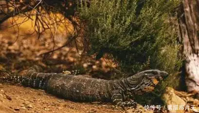中国5种未知的“诡异生物”，其中一种甚至被人拍下真实照片！