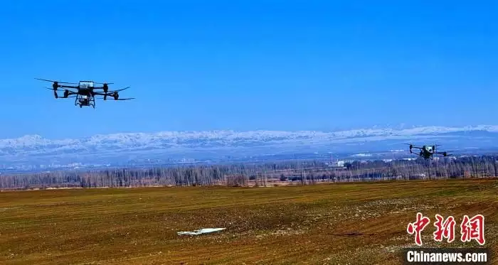 新疆冬小麦产量影响因素（冬小麦返青关键时节新疆察布查尔县无人机追肥）新疆冬小麦亩产量，干货分享，